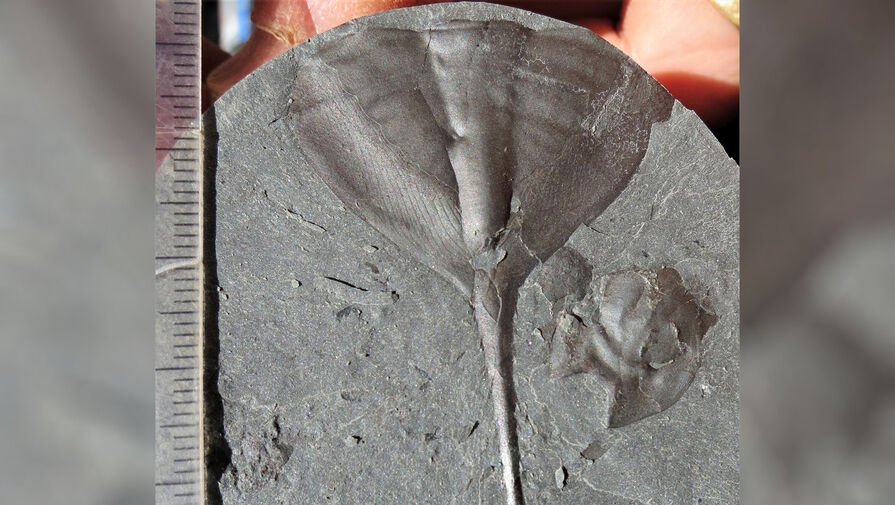 Палеонтологи открыли в Австралии неизвестные виды трилобитов